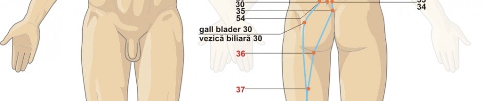 Urinary Bladder Meridian