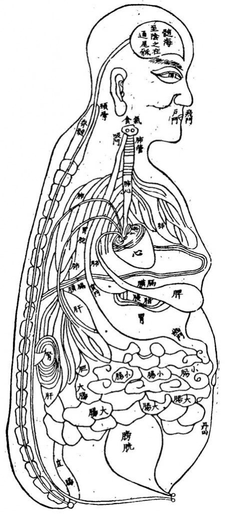 Organe Hartă organe