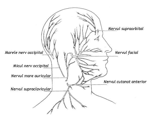 Nervii cranieni superficiali
