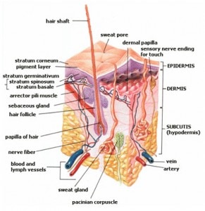 Anatomia pielii