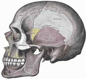 Oasele craniului