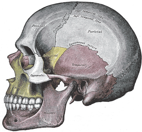 Neurocraniu – noțiuni de anatomie – learnconsulting.ro